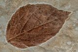 Paleocene Fossil Leaves - Both Sides Of Rock #215526-5